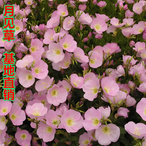 美丽月见草盆栽耐寒粉花白花