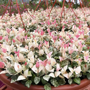 花叶络石盆栽彩色叶花叶蔓黄金落实垂吊植物四季常青阳台庭院绿植