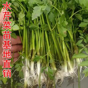水芹菜苗富菜水芹菜水培植物易活可食用野芹菜水芹菜四季 可栽