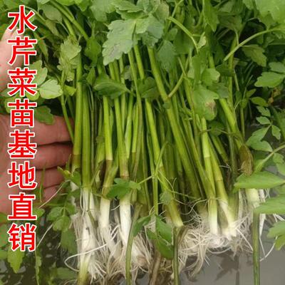 水芹苗基地直销现挖发货