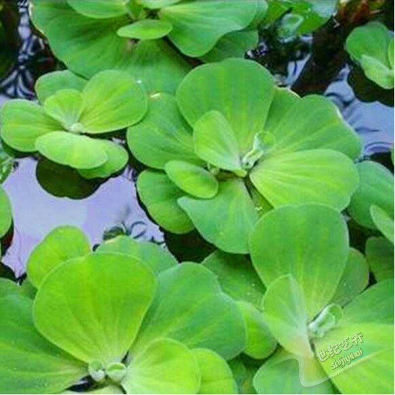 造景真水草-/水芙蓉/大浮萍/大漂(一朵)浮性水草/净化水质图片