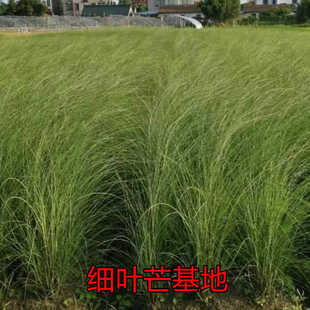 细叶芒盆栽苗地被观赏草庭院别墅绿化造景工程苗木四季易种芒草