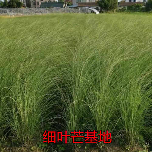 地被庭院别墅细叶芒盆栽苗基地