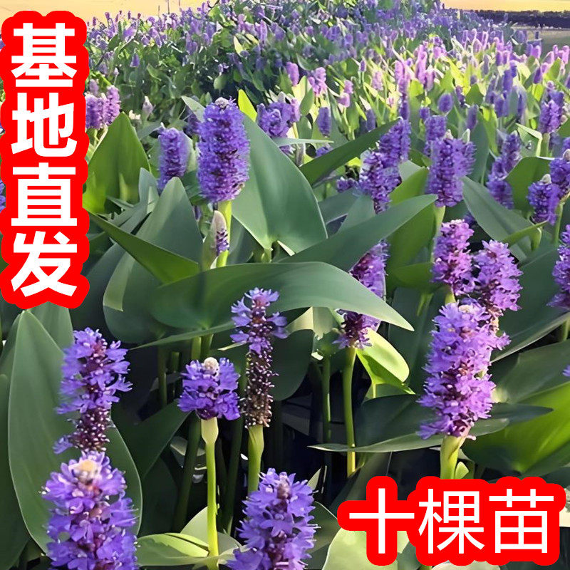 梭鱼草水生植物海寿花湿生挺水时令花卉庭院池塘造景绿化净化水质