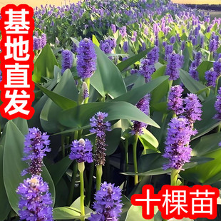 梭鱼草水生植物海寿花湿生挺水时令花卉庭院池塘造景绿化净化水质