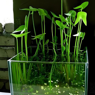 水生植物 慈姑苗 燕尾草 盆栽水培花卉客厅 庭院池塘净化空气特价