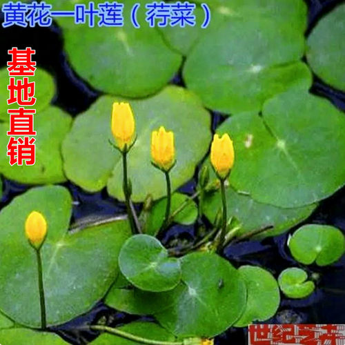 水浮莲基地直销庭院池塘观赏浮萍