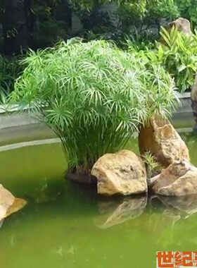水竹旱伞草基地直销庭院净化空气