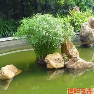 水生水培植物龟水竹盆栽水棕竹鱼缸水池塘 旱伞草风车草苗