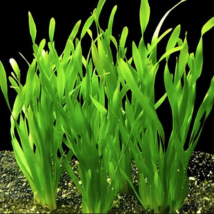 出售水草沉水植物.苦草.苦草苗.水生草类,养鱼.虾增氧水质净化