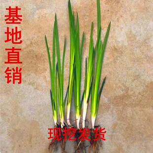 龙根挺水植物沼泽庭院鱼龟缸水剑草水菖蒲苗阳台养龟好养易活庭院