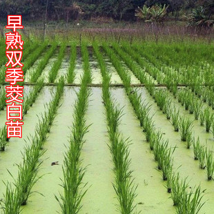 野生双季茭白苗早熟茭瓜苗蔬菜苗高笋种苗新高瓜苗老蹲苗现挖发货