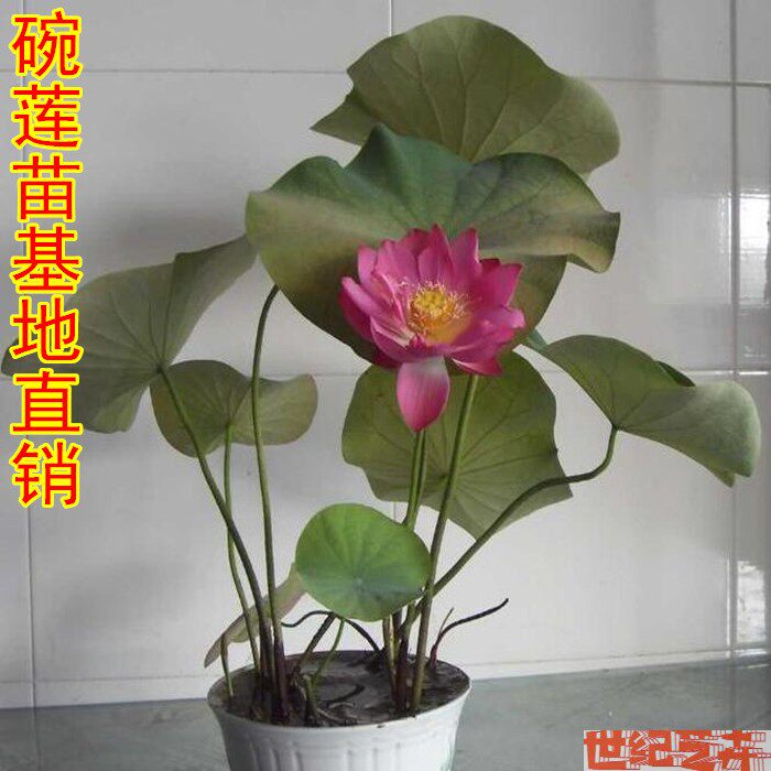 碗莲水生花卉阳台种藕小荷根茎