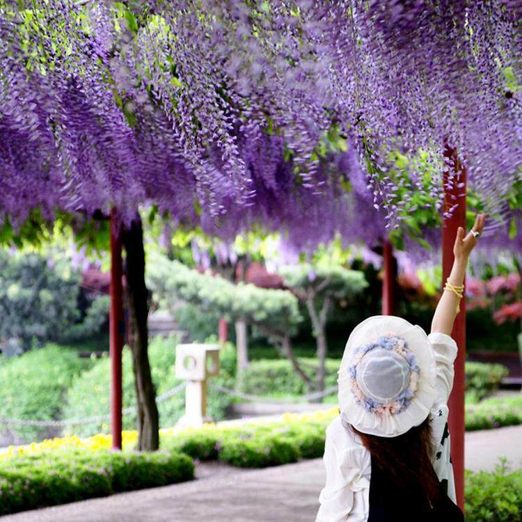 包邮紫藤花苗树苗庭院攀援植物屋顶花园围墙爬藤植物朱腾藤萝花苗