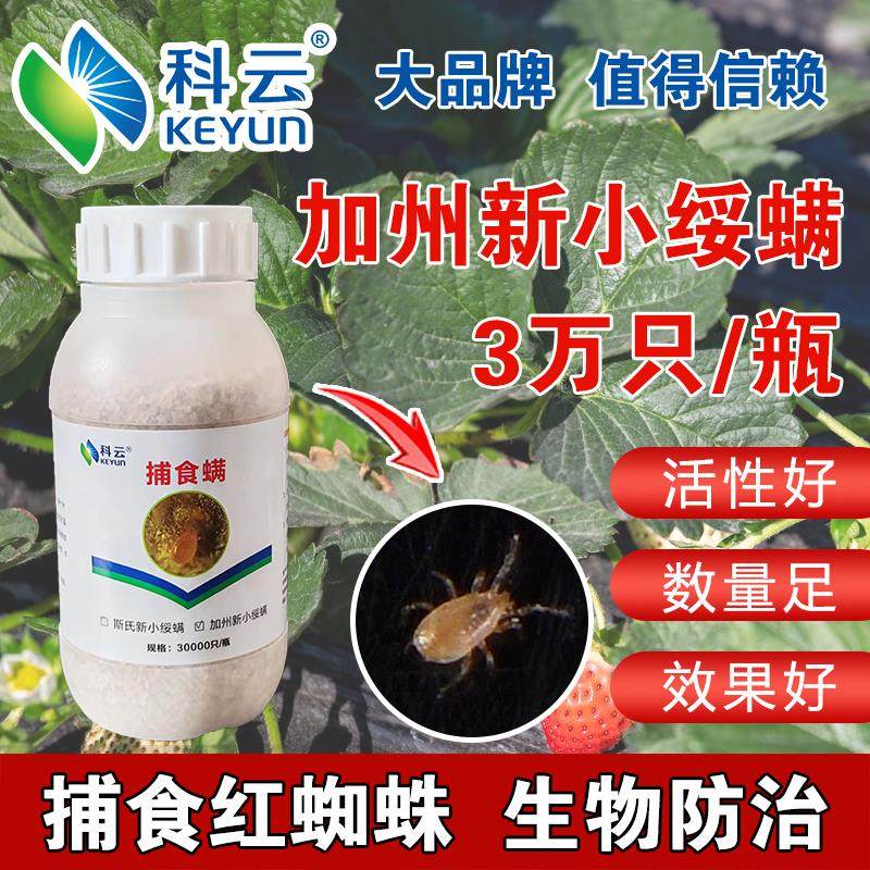 科云加州捕食螨红蜘蛛天敌柑橘草莓月季花卉多肉阳台盆栽生物防治