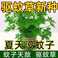 驱蚊植物草盆栽室内室外绿植祛蚊香叶天竺葵籽防蚊种子室内外阳台