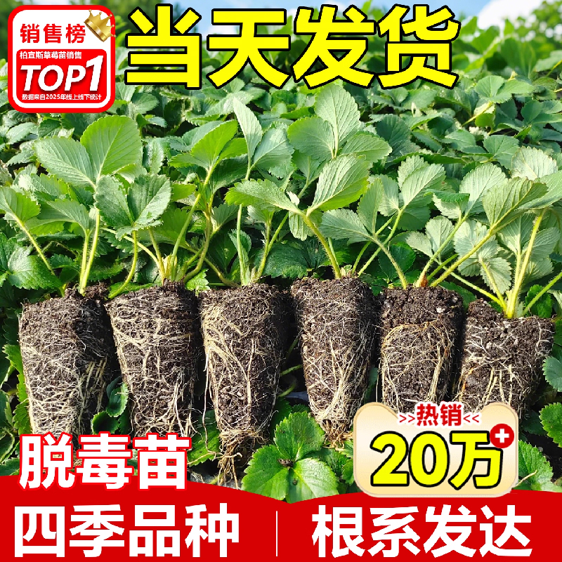 【成活率99%】草莓苗盆栽