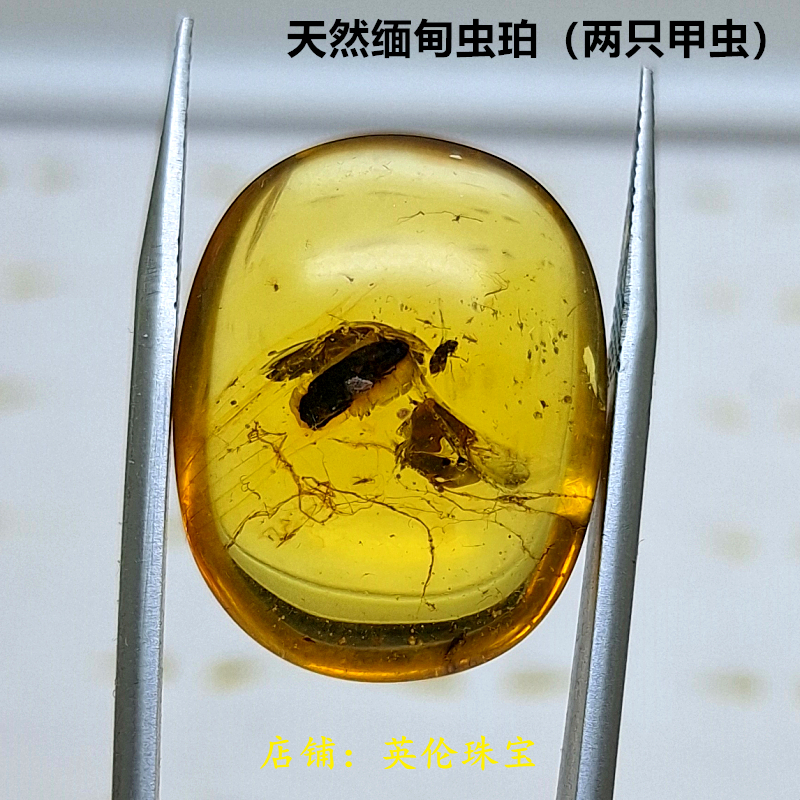 天然缅甸虫珀原石戒面裸石一大一小两只甲虫化石一珀多虫琥珀收藏