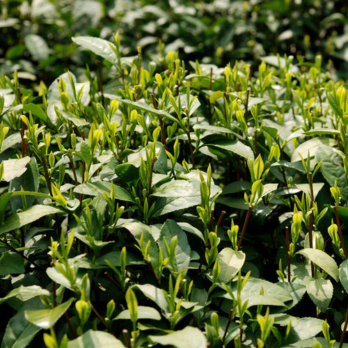 梅家坞龙井新茶绿茶杭州一级产区茶叶品鉴版250g 2026新茶