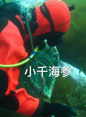 俄罗斯野生海参 纯淡干 足干 大红二红参 140-150头