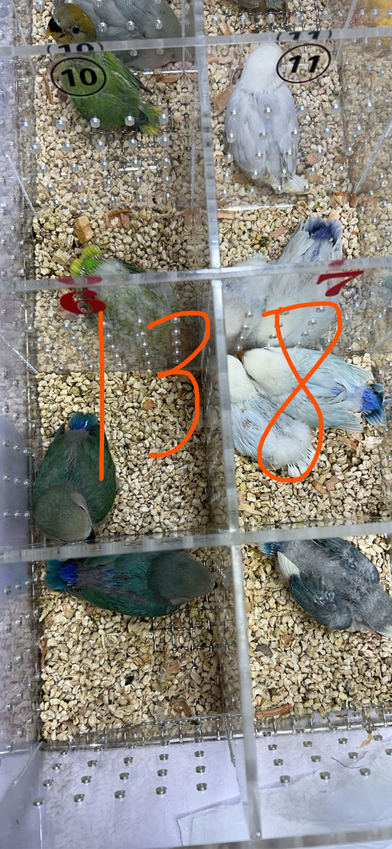 半毛鹦鹉雏鸟打奶鸟人工喂养亲人可爱不怕人牡丹雏鸟鹦鹉幼鸟