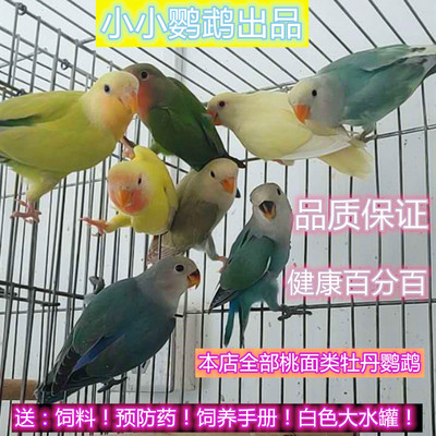 鸟活体观赏鸟说话鹦鹉玄凤雏鸟