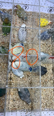 牡丹鹦鹉雏鸟半毛亲人可爱牡丹BB打奶鸟可以训练技能鸟25天到30天