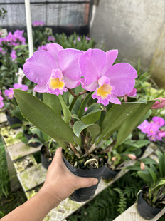 卡特兰圣诞玫瑰圣诞节开花浓香阳台花卉盆栽