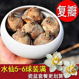 正宗重瓣漳州水仙花头年宵花玉玲珑种球水养花卉种子土培盆栽