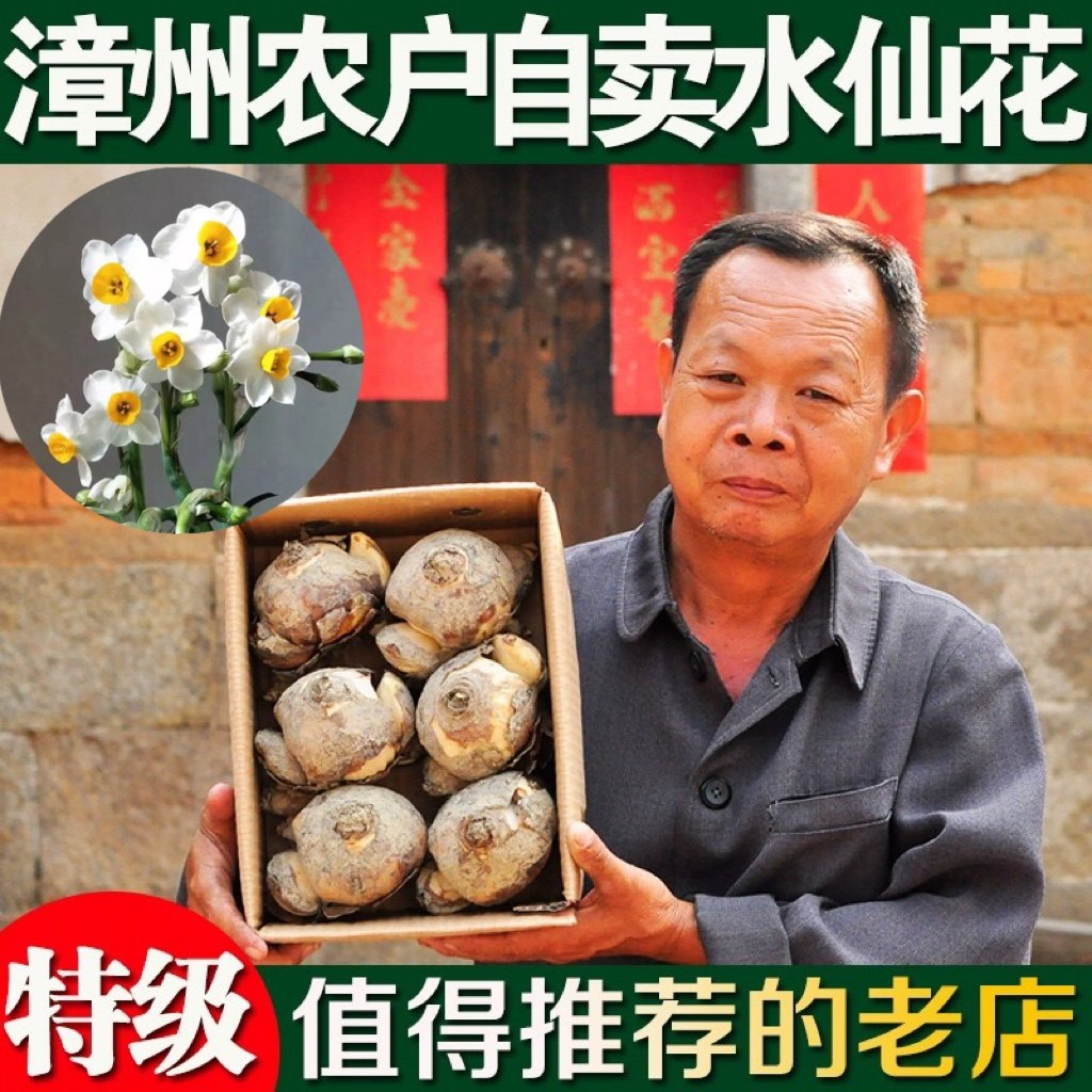 漳州正宗水仙花种球花盆盆栽室内土培水养四季花卉植物冬季大花王,鲜花速递/花卉仿真/绿植园艺,种球/裸根,淘宝优惠券,粉丝福利购,淘宝优惠卷