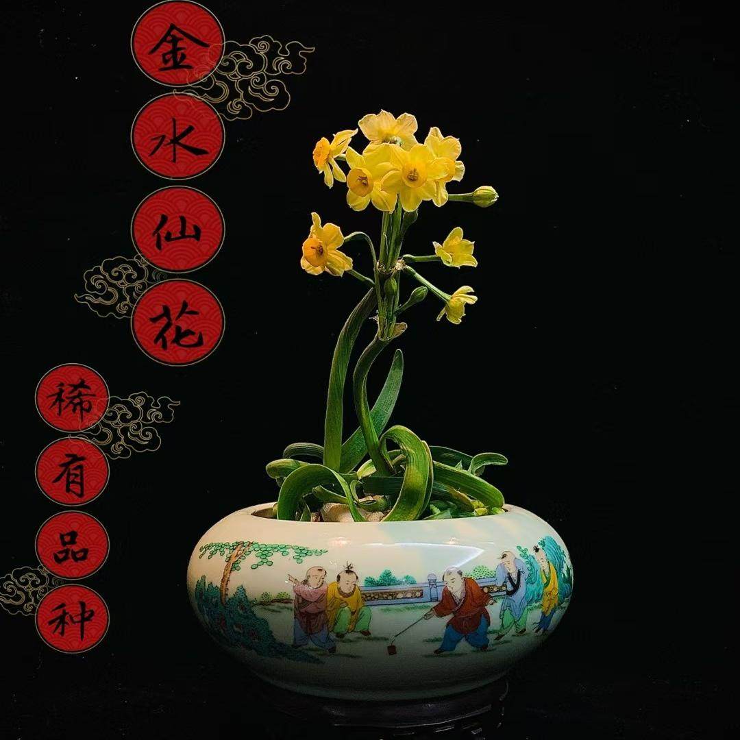 【黄金水仙稀有】漳州水仙花种球室内水培好养植物普陀黄金水仙花,鲜花速递/花卉仿真/绿植园艺,种球/裸根,淘宝优惠券,粉丝福利购,淘宝优惠卷