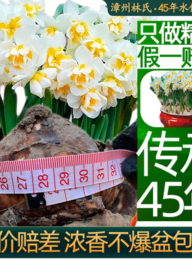 漳州重复瓣水仙花种球种子苗特大水培盆栽类花卉耐寒植物室内好养