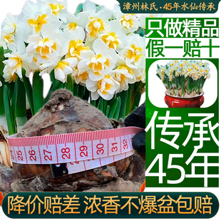 漳州重复瓣水仙花种球种子苗特大水培盆栽类花卉耐寒植物室内好养