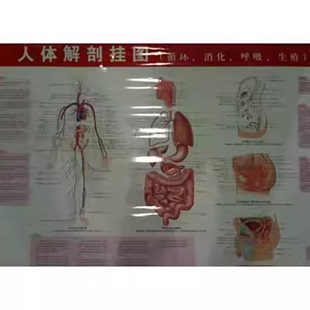 循环 消化 呼吸 社 人体解剖挂图 生殖 刘荣珍北京科学技术出版