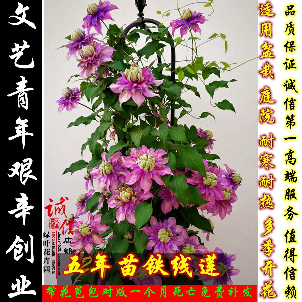 耐寒铁线莲花苗盆栽 蓝光 魔法喷泉 约瑟芬五年大苗 阳台庭院