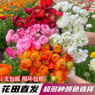 洋牡丹百合玫瑰花拍两单发顺丰鲜花云南基地直发昆明花卉市场