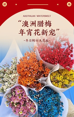 A级澳洲腊梅鲜切花澳洲腊梅年宵花新宠 玫瑰花百合花鲜花红玫瑰