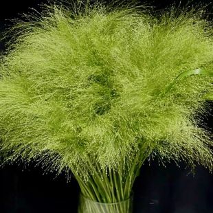 顺丰冷链喷泉草绿铃草黄莺草婚庆配草花店专供昆明云南基地直发