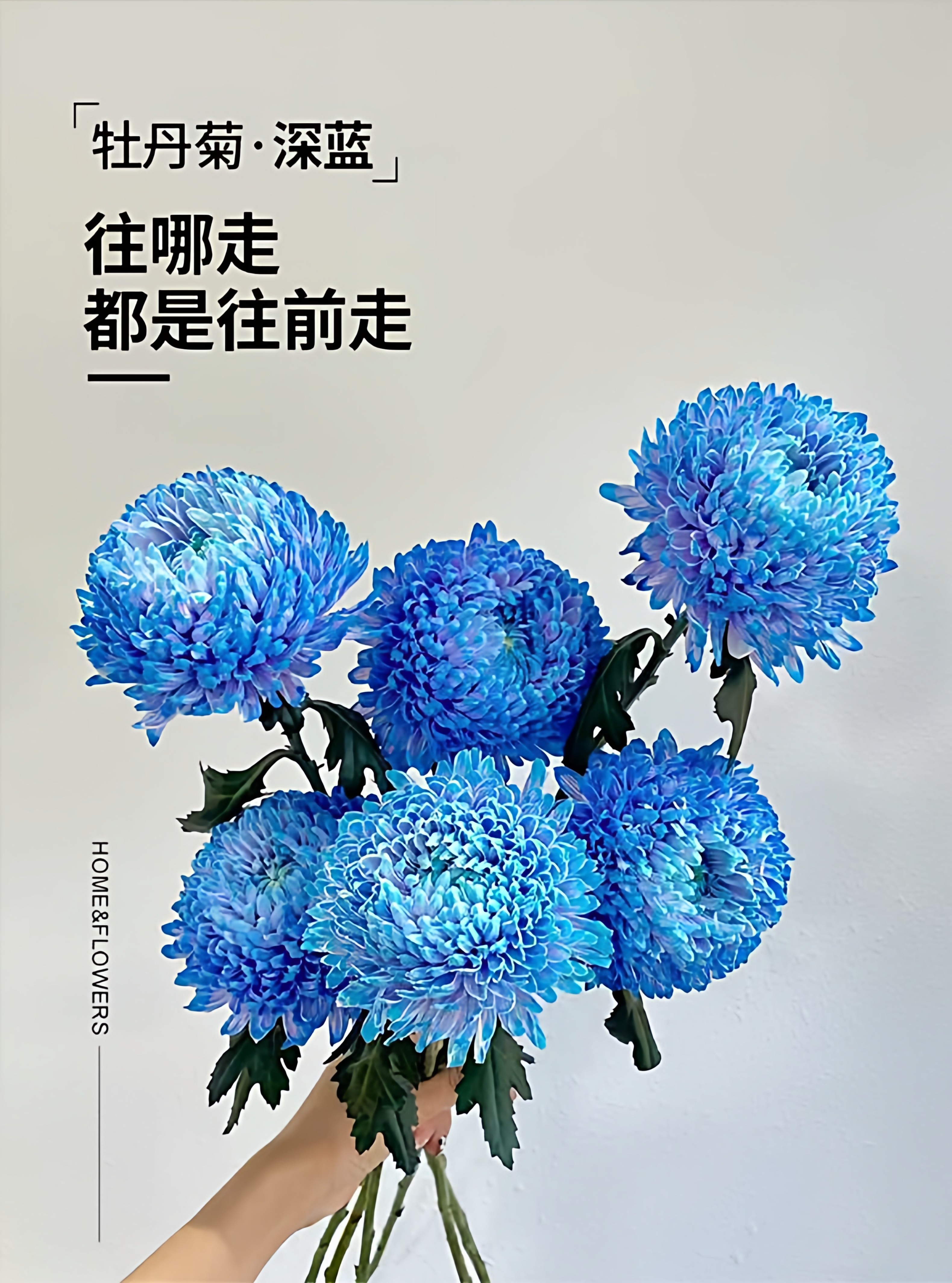 牡丹菊顺丰包邮A级鲜花云南基地直发青花瓷鲜切花