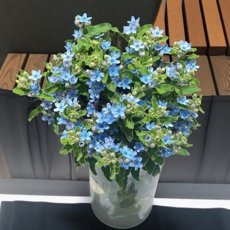 顺丰包邮网红蓝星花鲜花云南直发昆明基地斗南花市插花水养玫瑰花