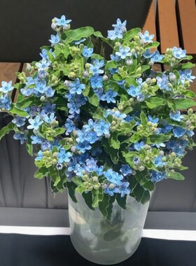 顺丰包邮网红蓝星花鲜花