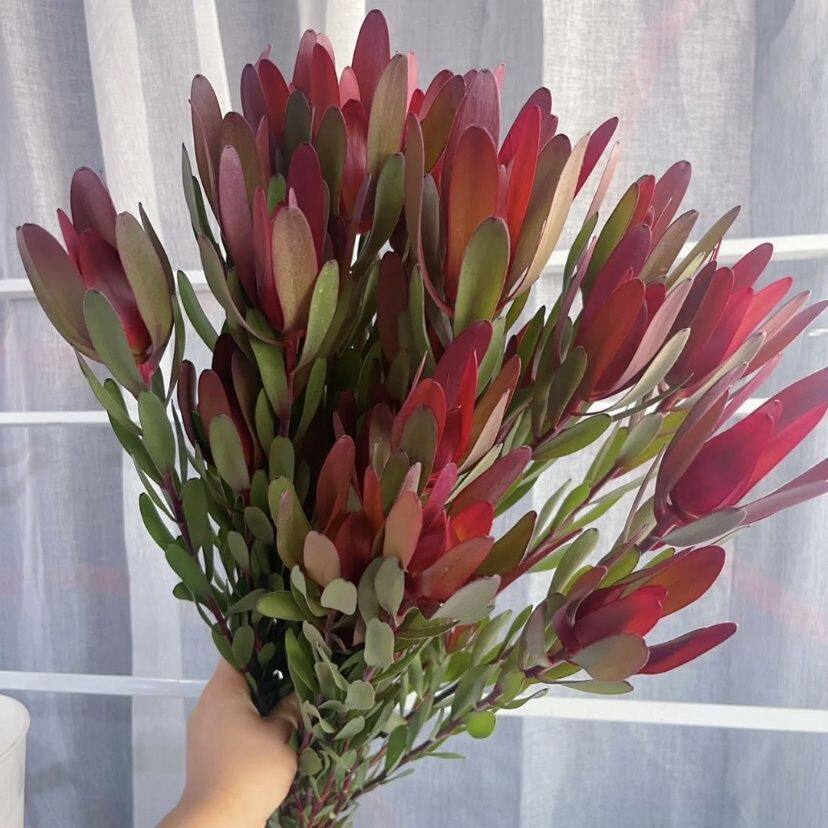 南非木百合鲜花家庭插花可做干花云南昆明基地直发