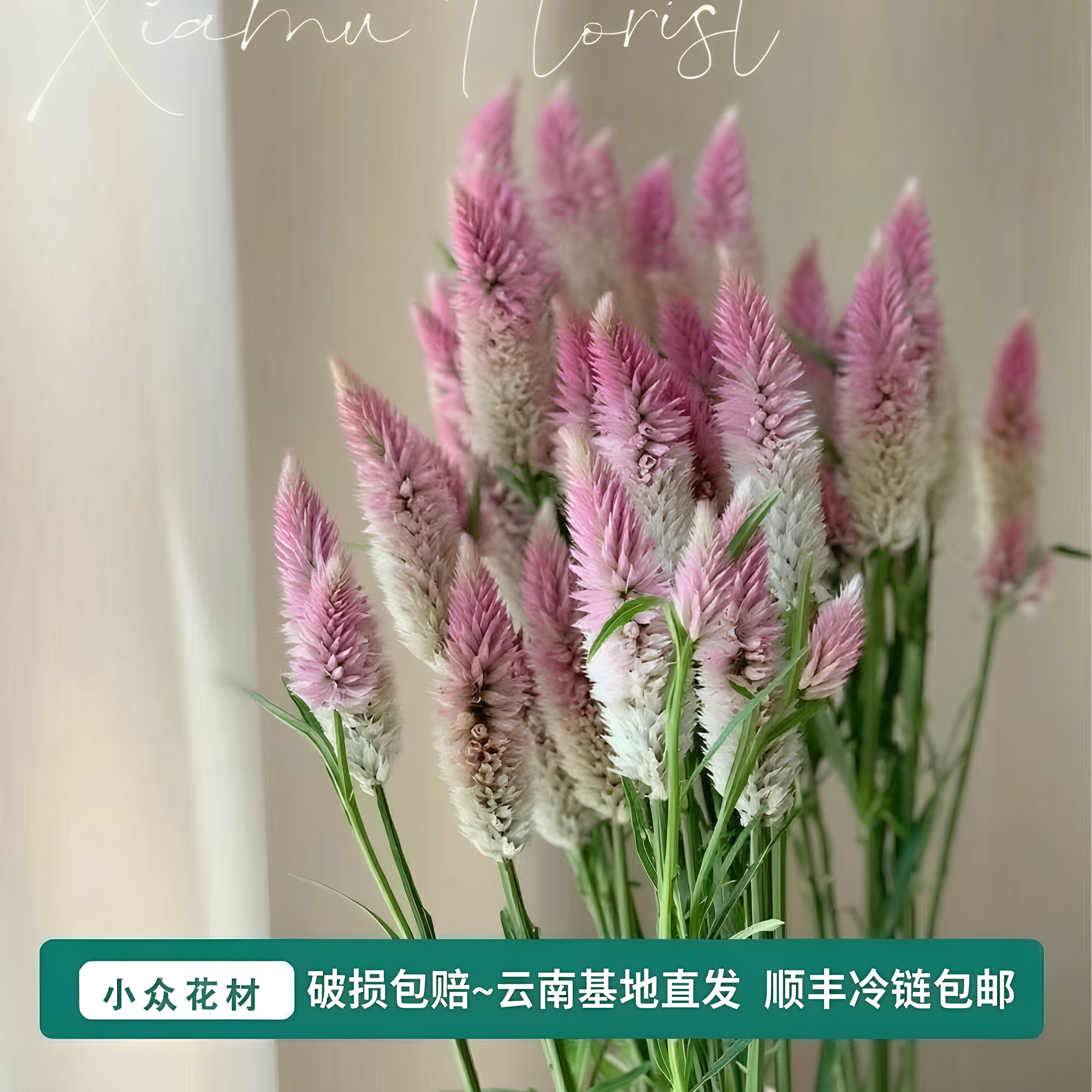 多头凤尾鲜花办公室家用水养插花婚礼花材顺丰冷链包邮