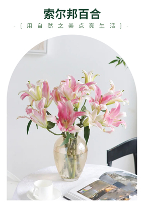 顺丰冷链粉色百合索尔邦鲜花家庭办公室水养插花婚庆用花商务用花