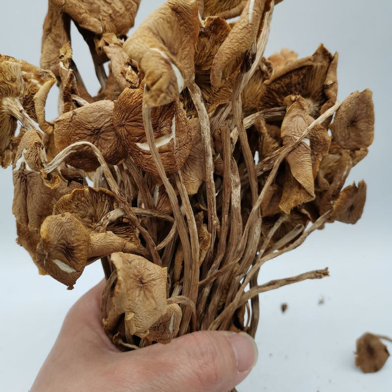 新货茶树菇 古田特产 干货 茶树菇断菇开伞500g茶新菇乱菇