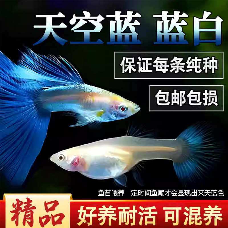精品蓝白天空蓝孔雀鱼活体活鱼热带鱼高端孔雀鱼观赏鱼