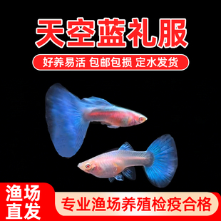 天空蓝白孔雀鱼缎带精品大尾巴怀孕母鱼临产水草缸热带鱼新手入门