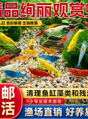 活体除藻蓝钻雪球观赏虾