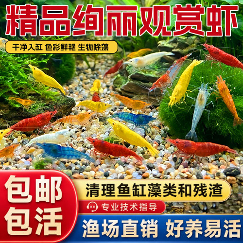 活体除藻蓝钻雪球观赏虾