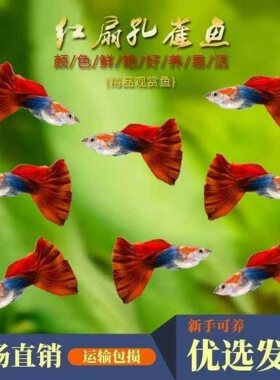 孔雀鱼巴西红扇孔雀小鱼苗下崽胎生凤尾鱼活体小型淡水热带观赏鱼